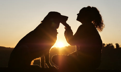 The Healing Power of Dogs: Natural Stress Relievers for Your Mental Well-Being"