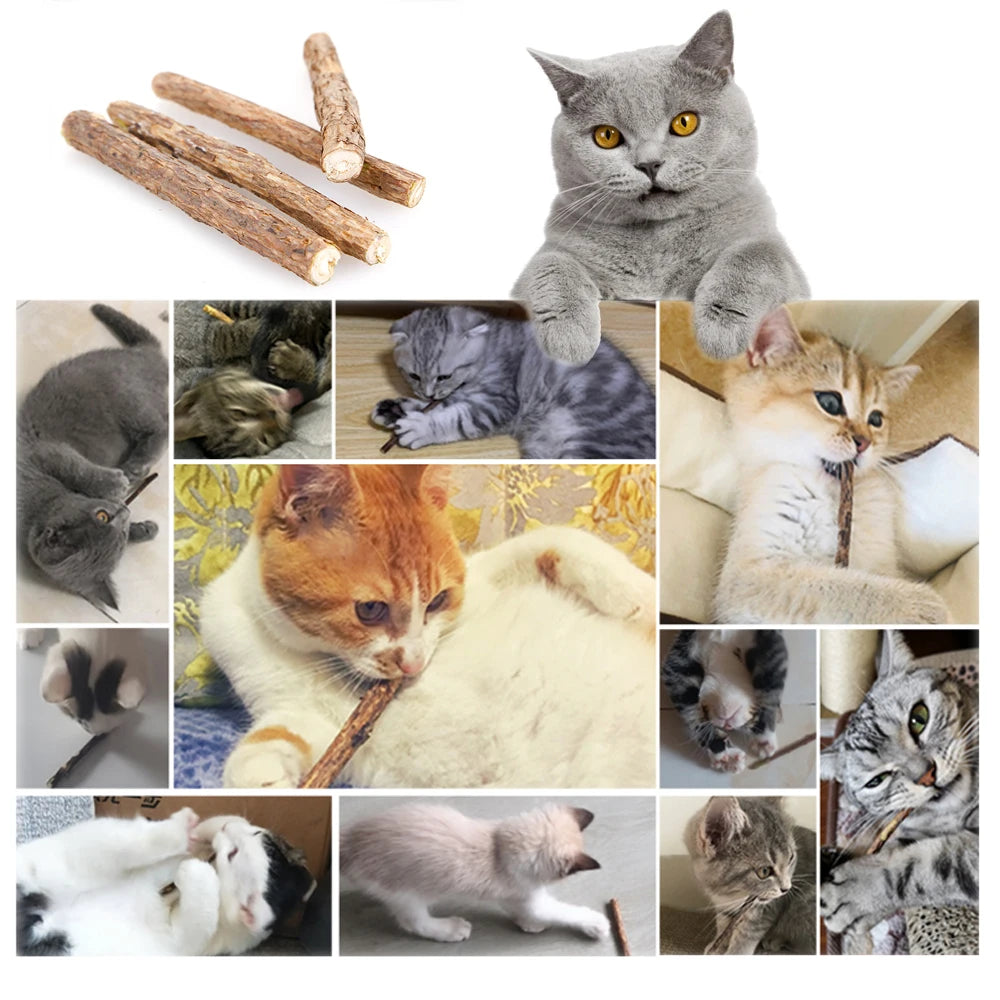 Natural plants Catnip Cat Molar Stick Cleaning Teeth Actinidia Fruit Cat Snacks Sticks Pet Tooth Clean Supplies Cat Products