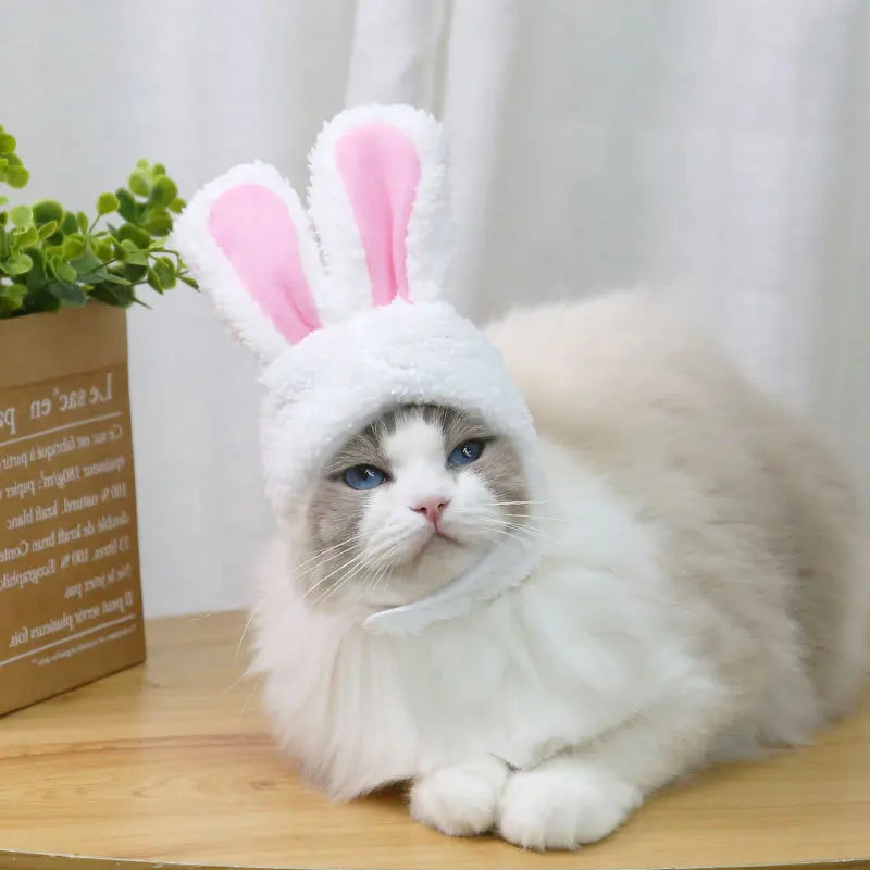 Cat And Rabbit Headgear, Dog Teddy Bear Transformed Into Headgear Cat And Rabbit Ears, Internet Famous Pet Hat