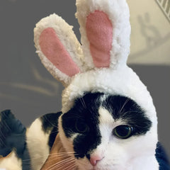 Cat and Rabbit Headgear, Dog Teddy Bear Transformed into Headgear, Garfield Cat and Rabbit Ears Internet Famous Pet Hat