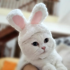 Cat and Rabbit Headgear, Dog Teddy Bear Transformed into Headgear, Garfield Cat and Rabbit Ears Internet Famous Pet Hat