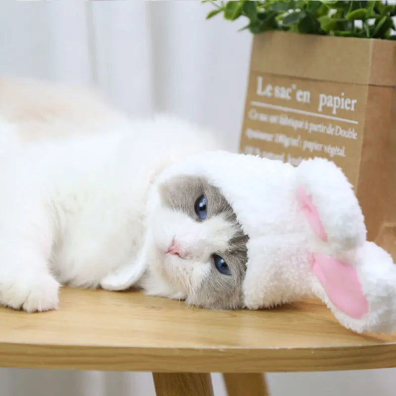 Cat And Rabbit Headgear, Dog Teddy Bear Transformed Into Headgear Cat And Rabbit Ears, Internet Famous Pet Hat