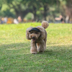 Pet Baseball Hat Outdoor Cat Dog Adjustable Peaked Cap Visor Hat Summer Pet Travel Sports Sun Cap With Ear Holes