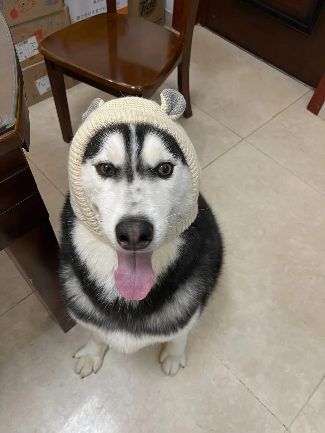 Dog hat Labrador golden retriever funny headgear warm pet puppy dog ears in winter